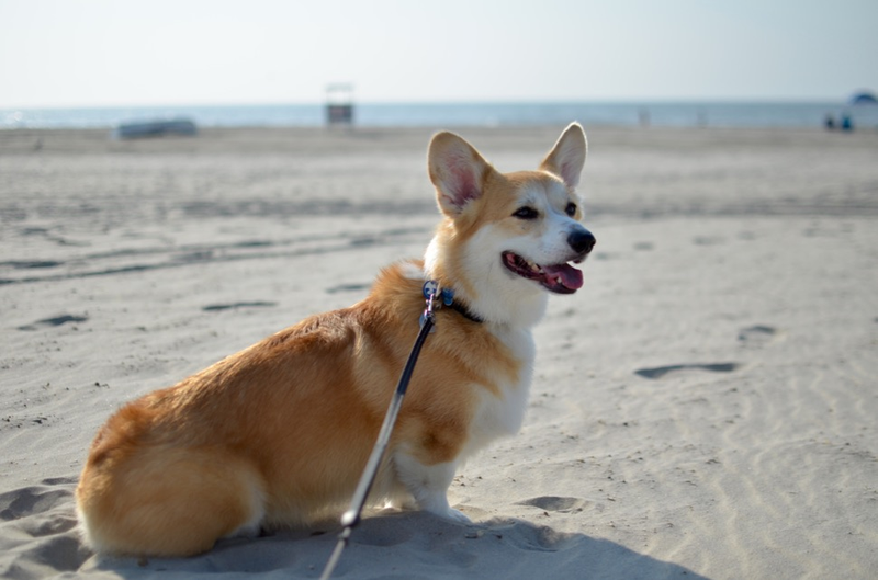 Illustration for article titled 39 *Scratchy Scratchy* Photos of Dogs